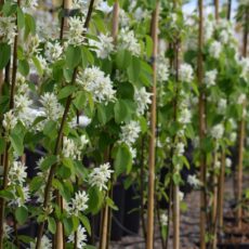 5038838081958 1 Amelanchier Lamarckii 12l.jpg